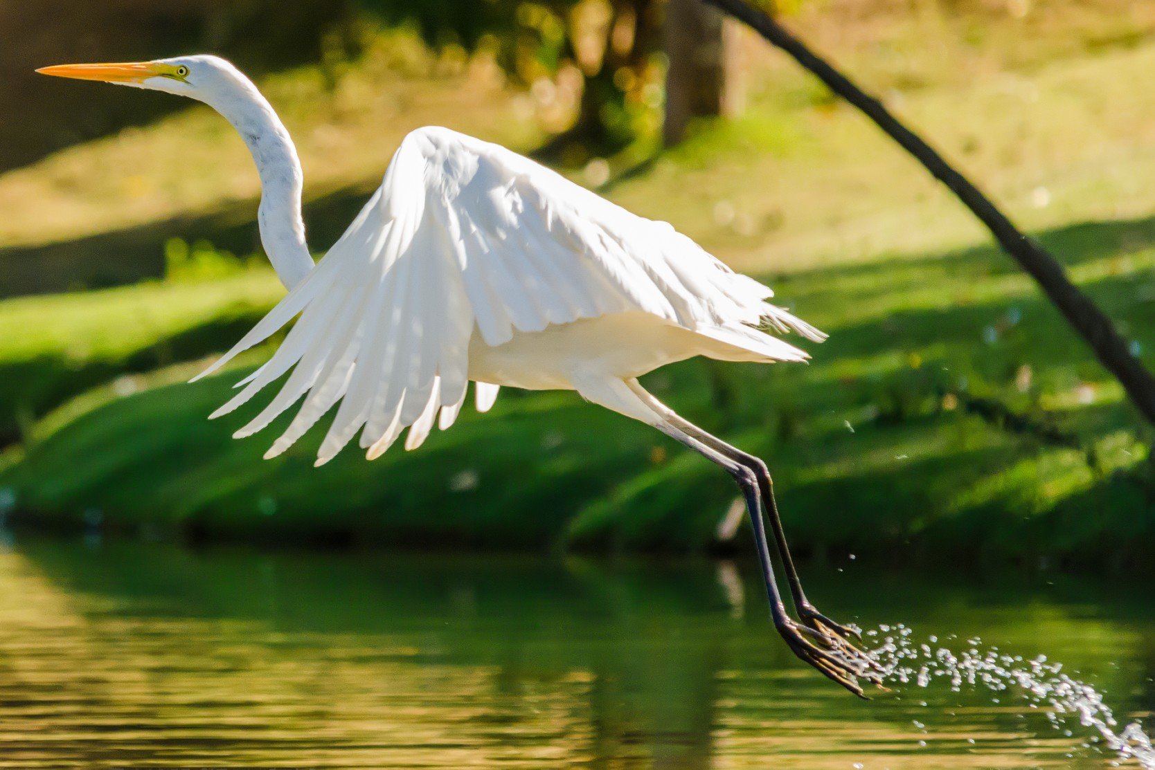 Egret in flight over a lake at Gran Paradiso FL